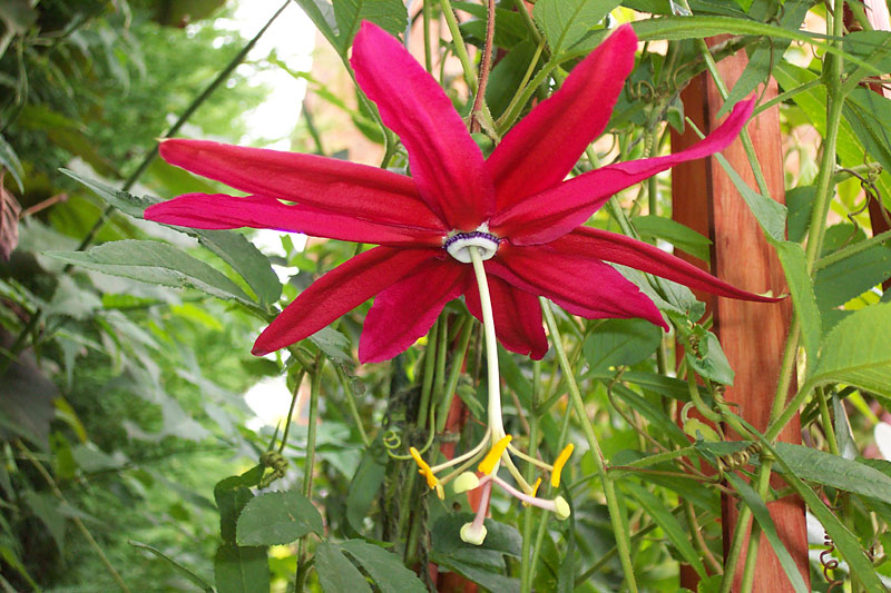 Passiflora antioquiensis